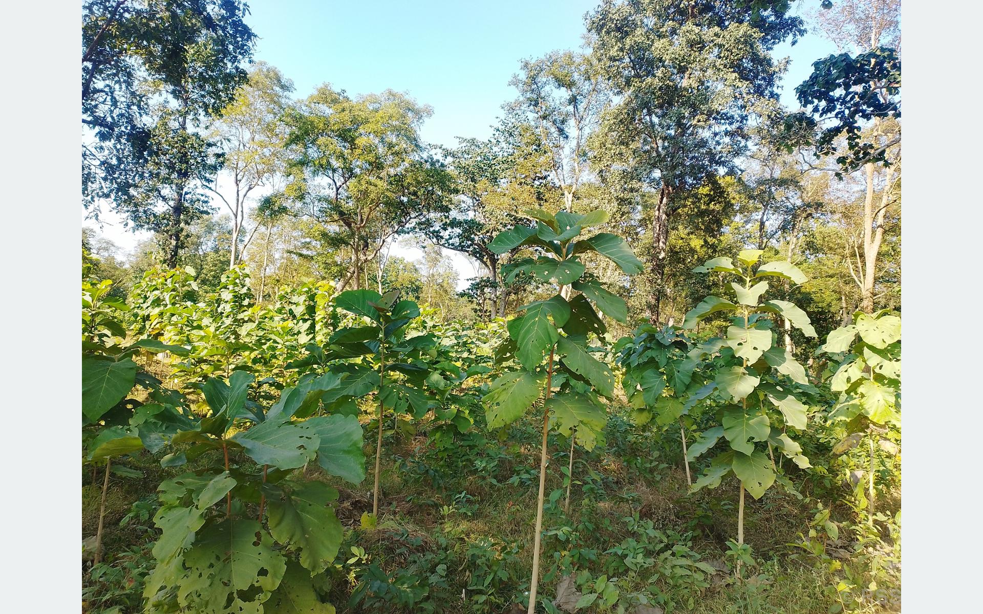 आर्थिक समृद्धिको नयाँ आधार र ग्रामीण अर्थतन्त्रका मेरुदण्ड बन्दै सामुदायिक वन
