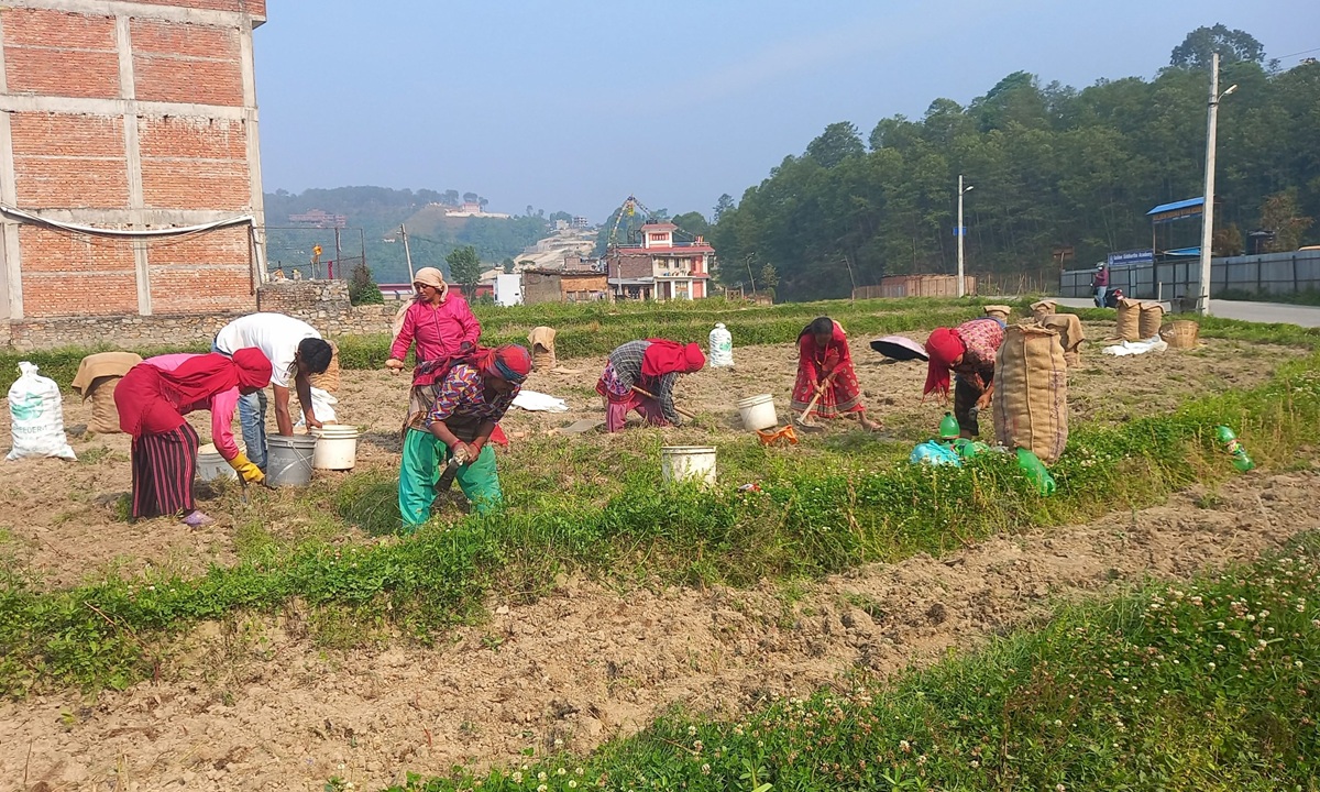 आलु उत्पादक किसान भन्छन्- खनौं भाउ छैन, नखनौं कुहिने डर छ
