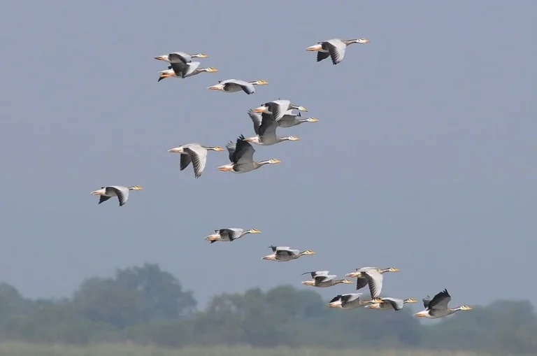 फर्किन थाले जाडो छल्न आएका चरा