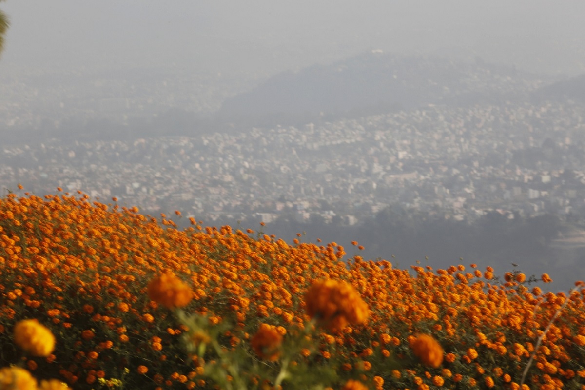 तिहारका लागि सयपत्री [फोटो फिचर]