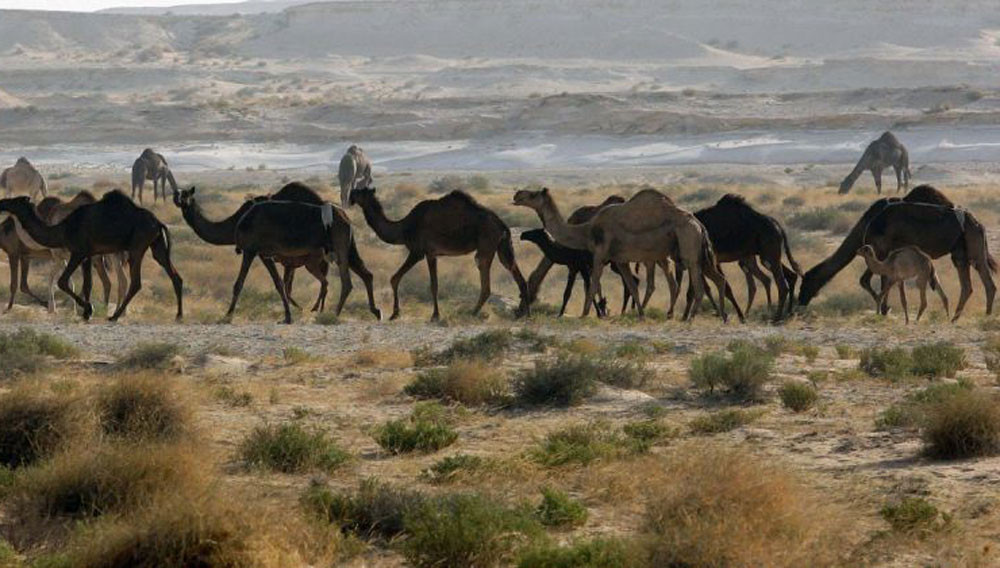 अस्ट्रेलियामा १० हजार उँट मारिँदै