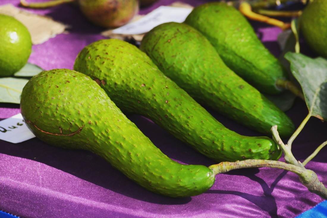 धनकुटामा एभोकाडो प्रशोधन उद्योग खोलिँदै