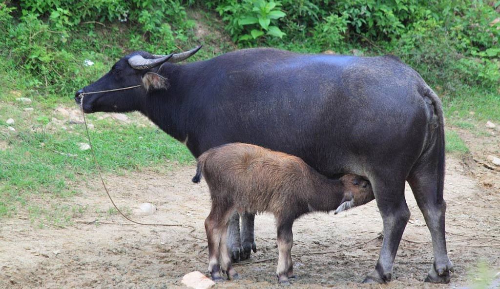 गोठबाटै लैनो भैँसी चोरेर भाग्दा प्रहरीको फन्दामा