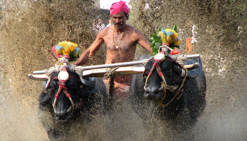 भैंसी दौडमा टुट्यो श्रीनिवासको रेकर्ड
