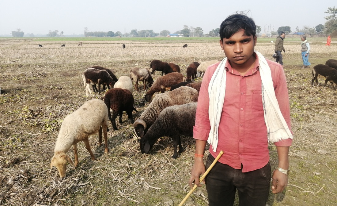 बाजेको विरासत धान्दै फुच्चे भेडीगोठाला