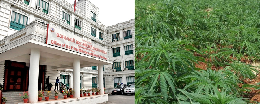 अमेरिकी मोडलकाे गाँजा खेतीलाई वैधता दिने सरकारको तयारी