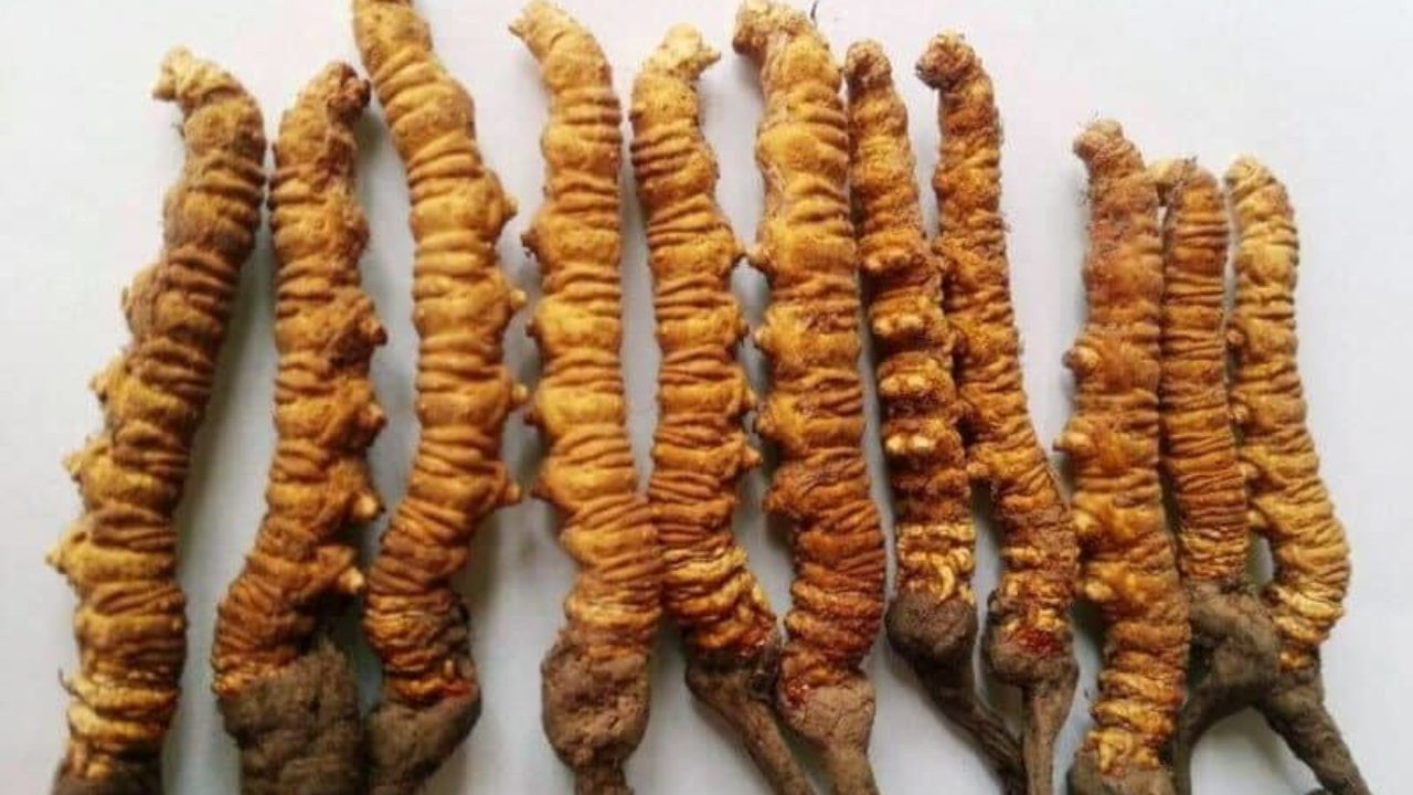 मुस्ताङमा यार्सा संकलनमा प्रतिबन्ध