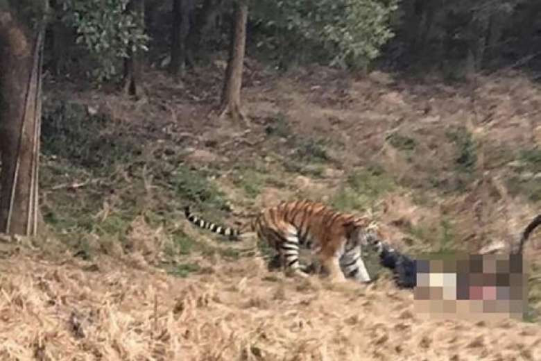भैंसी सार्दा बाघले झम्टिएपछि
