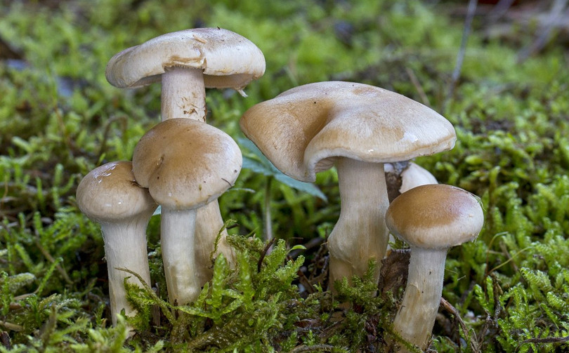 जंगली च्याउ खाँदा बुटवलमा १५ जना बिरामी