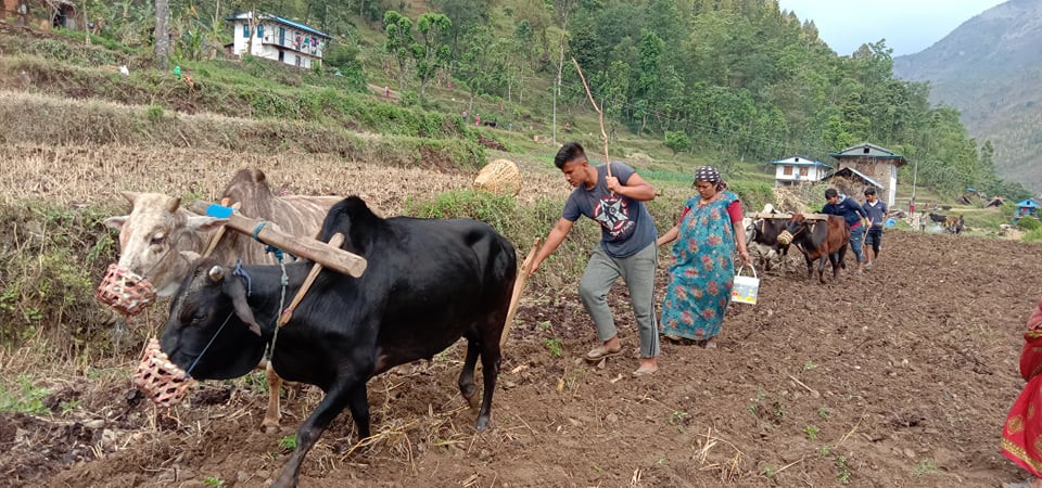 कोरोना प्रभाव : 'रिभर्स माइग्रेसन'ले फर्केला गाउँमा खुसी ?