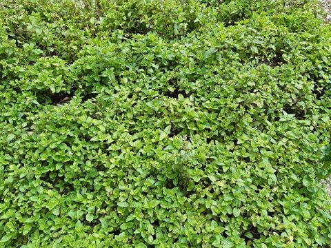 पुदिनाका फाइदै फाइदा– छालाको चमकदेखि तौल घटाउनेसम्म