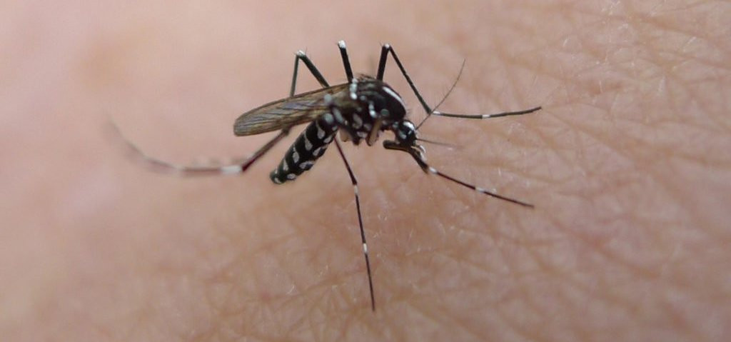 ‘डेंगीको संक्रमण फैलँदो छ, सचेत बनौं’