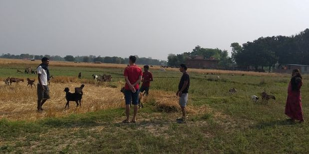 रुपन्देही ३ मा सडक निर्माणलाई प्राथमिकता