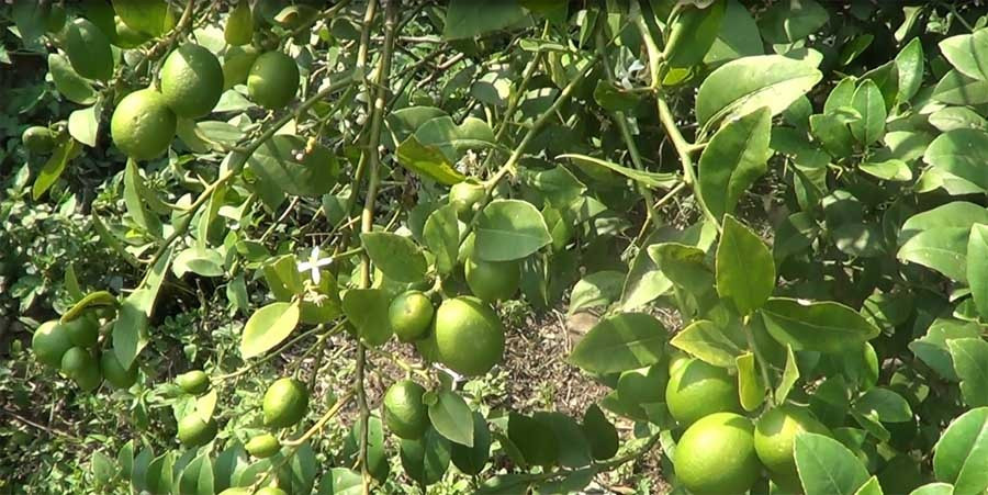 यस्ता छन् कागतीका फाइदा, दिनमा कति खाने ?