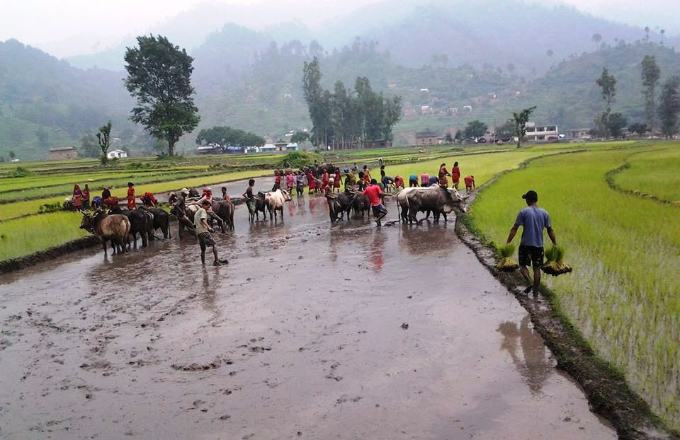 रोपाइँ सुरु भो, मल छैन