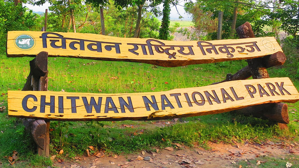 बाघले भरिए चितवन राष्ट्रिय निकुञ्जका खोर