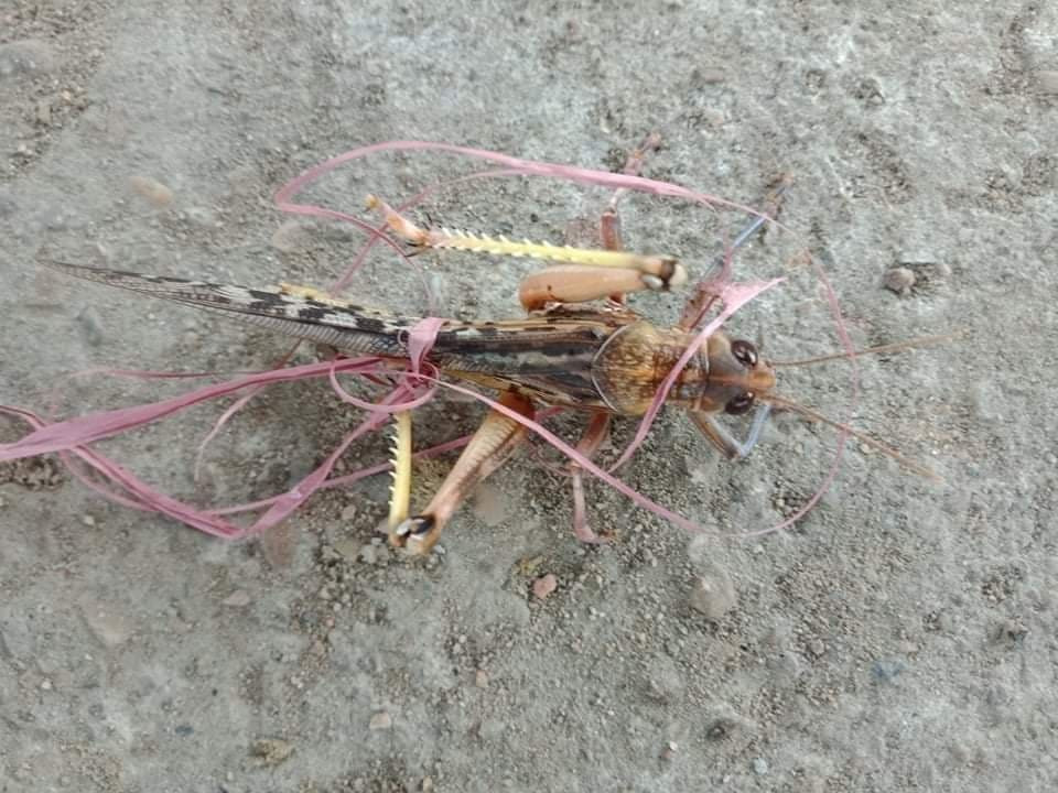 सर्लाहीमा पनि देखियो सलह