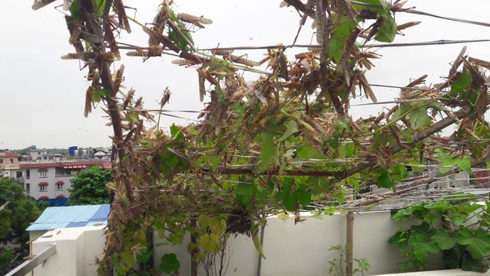 बुटवलमा देखिएको सलहको झुण्ड उतर-पश्चिमतर्फ लाग्यो