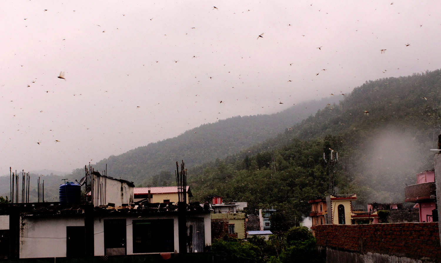 एकैदिनमा पहाड उक्लियो सलह, के गर्दैछ सरकार ?