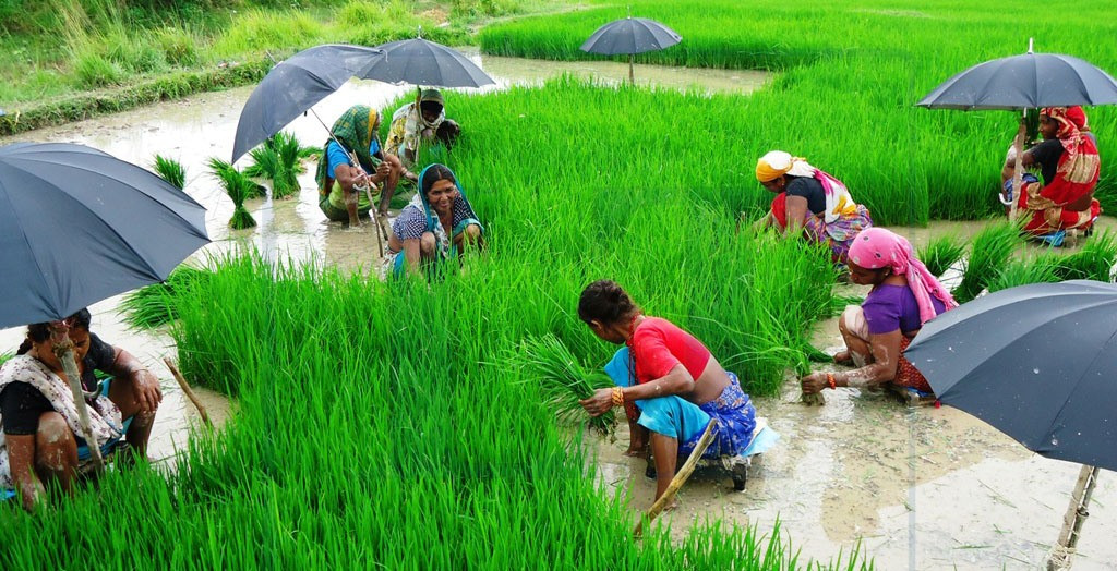 महोत्तरीका किसान रोपाइँमा व्यस्त