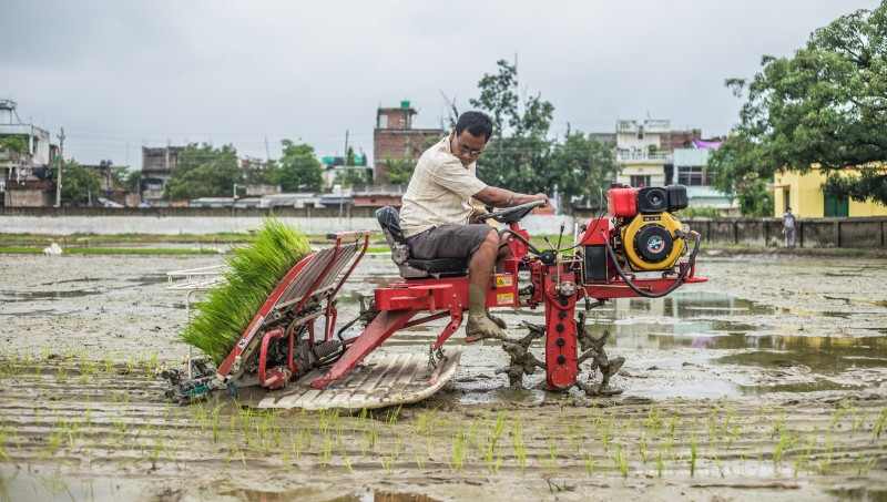 पर्सामा ५० प्रतिशत रोपाइँ