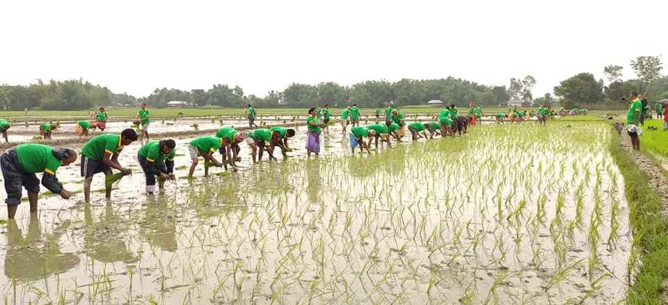 प्रदेश १ मा २१ प्रतिशत धान रोपाइँ