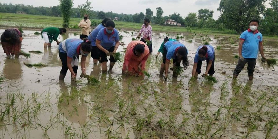 प्रदेश ५ मा साढे ४७ प्रतिशत रोपाइँ सकियो
