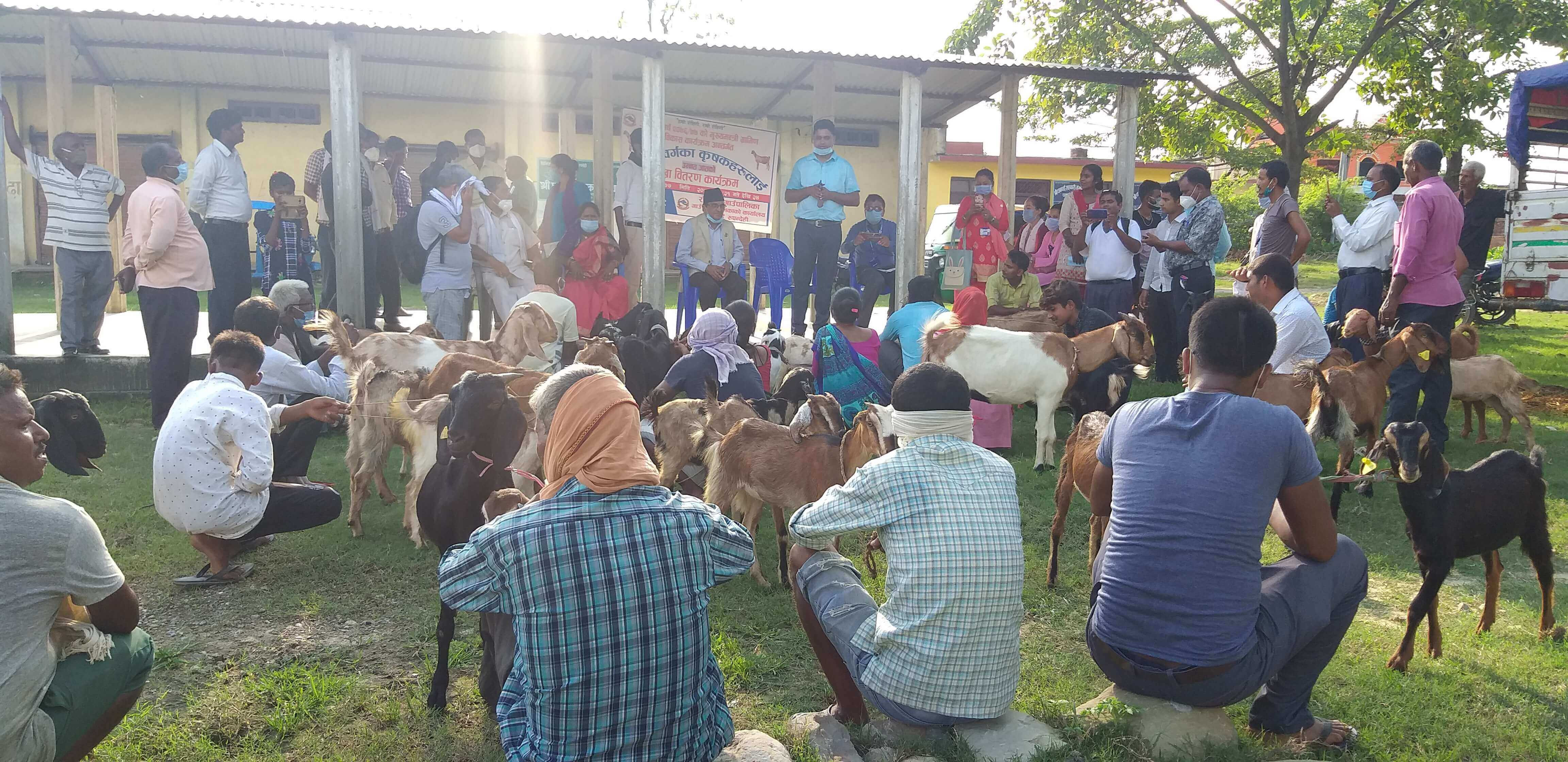 किसानलाई आत्मनिर्भर बनाउन बाख्रा वितरण