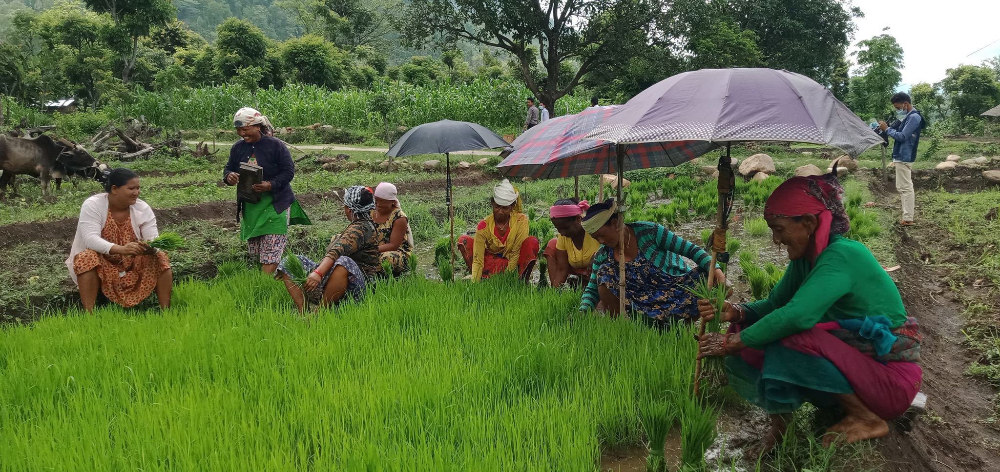 कर्णाली : बेसीमा रासायनिक मलको हाहाकार, पहाडमा अर्गानिक अभियानले हाइसन्चो