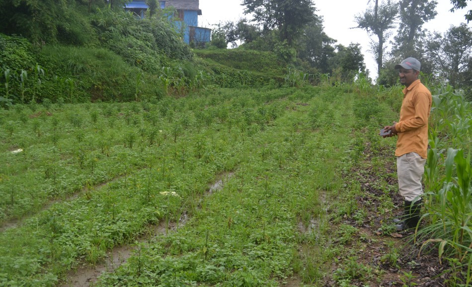 अर्ग्यानिक तरकारीखेती विस्तार गर्दै अस्तामका अधिकारी