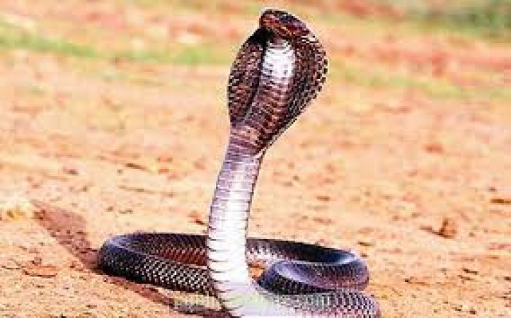 आज नाग पञ्चमी मनाइँदै