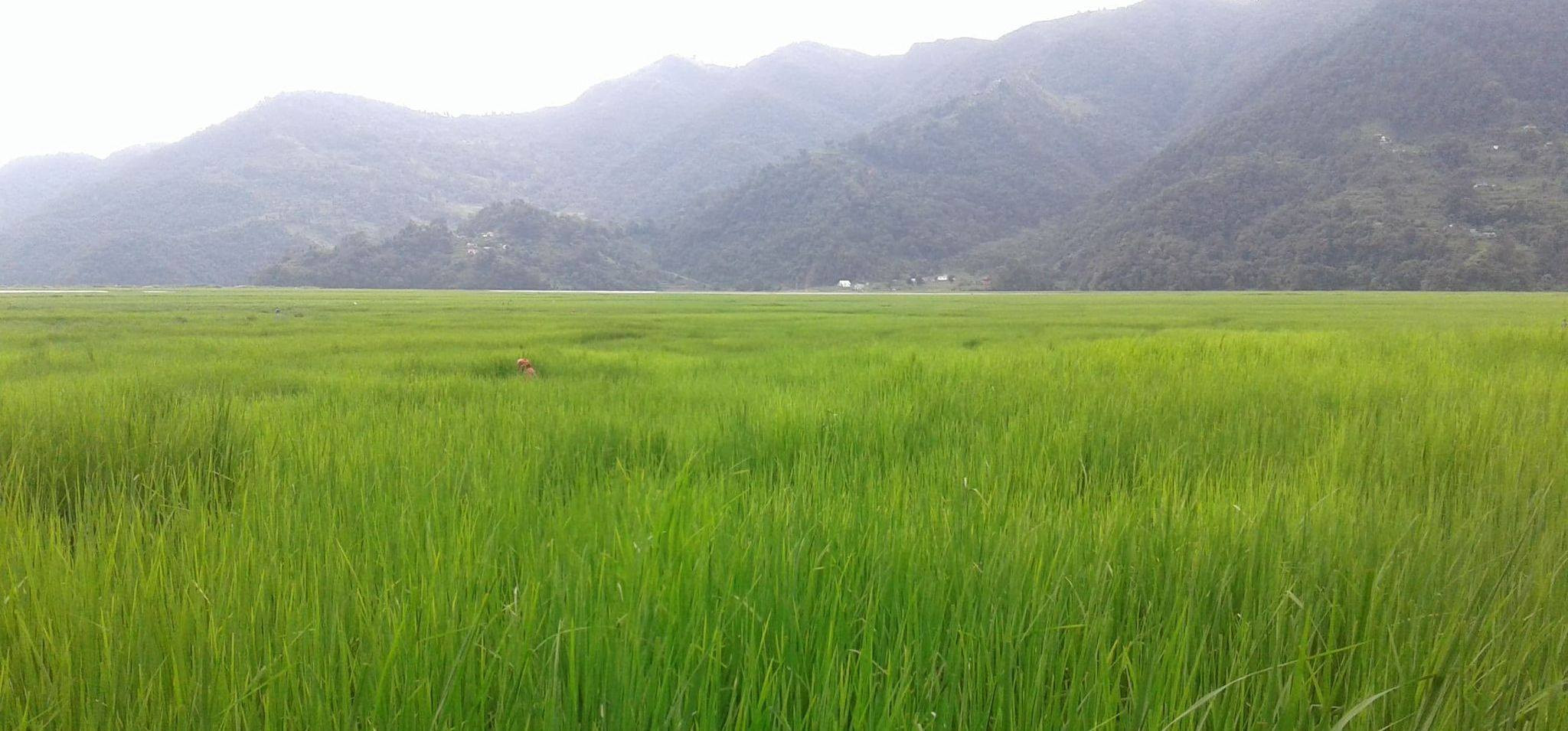 पोखरा : धानखेती हुने क्षेत्रफल बढ्यो, तर मल छैन
