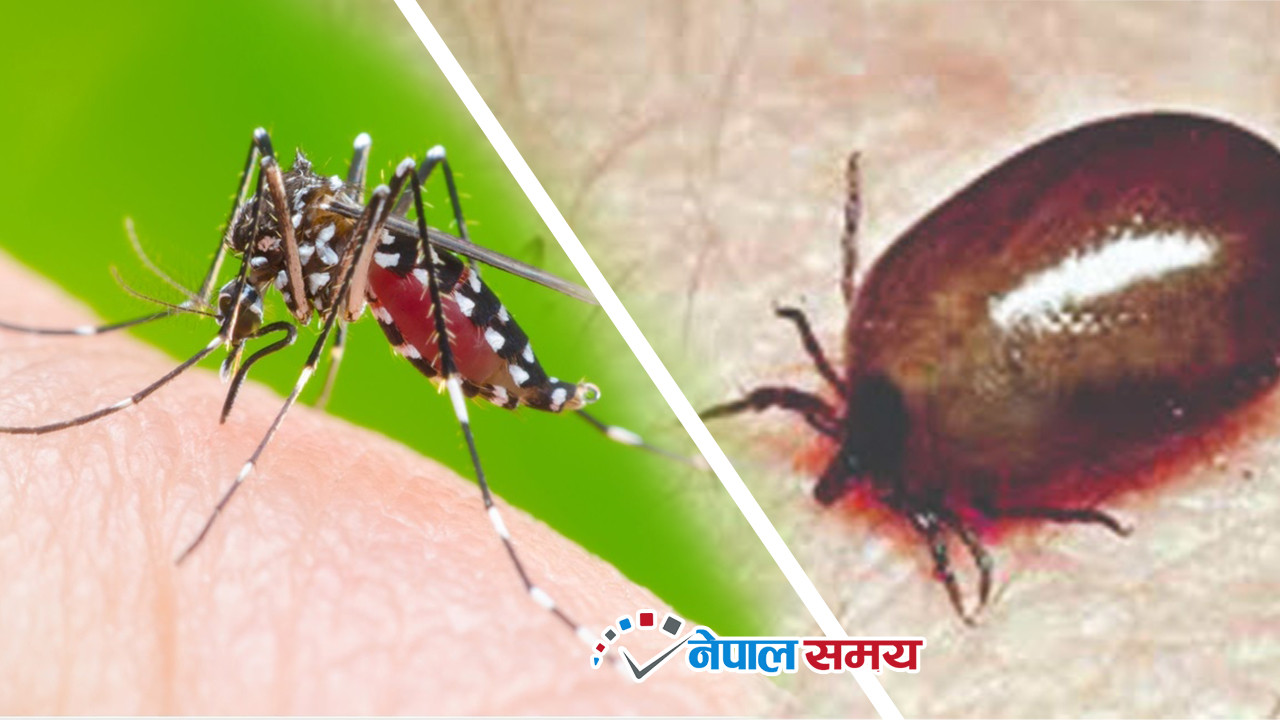 पाकिस्तानको पञ्‍जाब प्रान्तमा डेंगुका बिरामी बढे