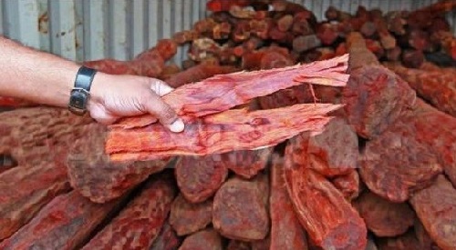चारजना रक्तचन्दन कारोबारी बौद्धबाट पक्राउ
