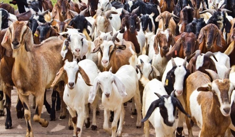 दसैंको लागि खाद्यले तीन हजार खसीबोका ल्याउने 