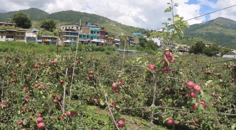 कर्णालीमा स्याउ उत्पादन ५० प्रतिशतले घट्यो