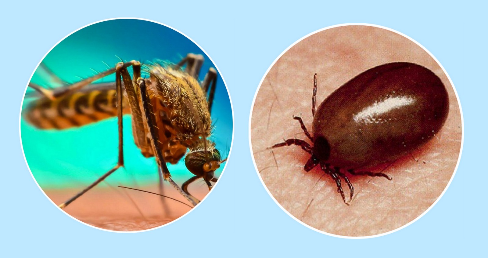 चितवनमा बढे स्क्रबटाइफस र डेङ्गुका बिरामी  