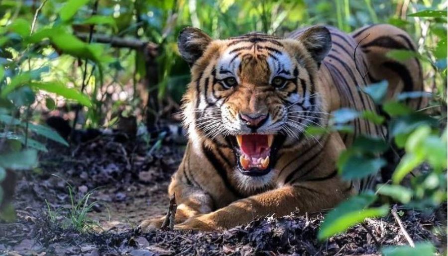 हात्ती चराउन गएकी महिलाको बाघको आक्रमणबाट मृत्यु