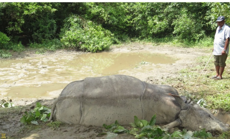 एकआपसमा जुधेर दुई गैंडाको मृत्यु