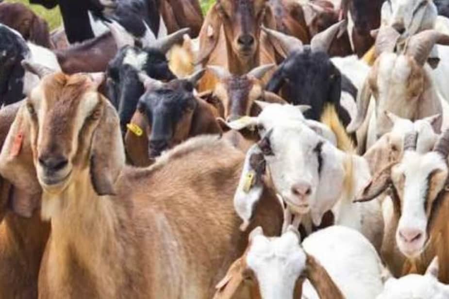 आउँदो दसैंका लागि जोहो गरिँदै ३ हजार खसी–च्यांग्रा