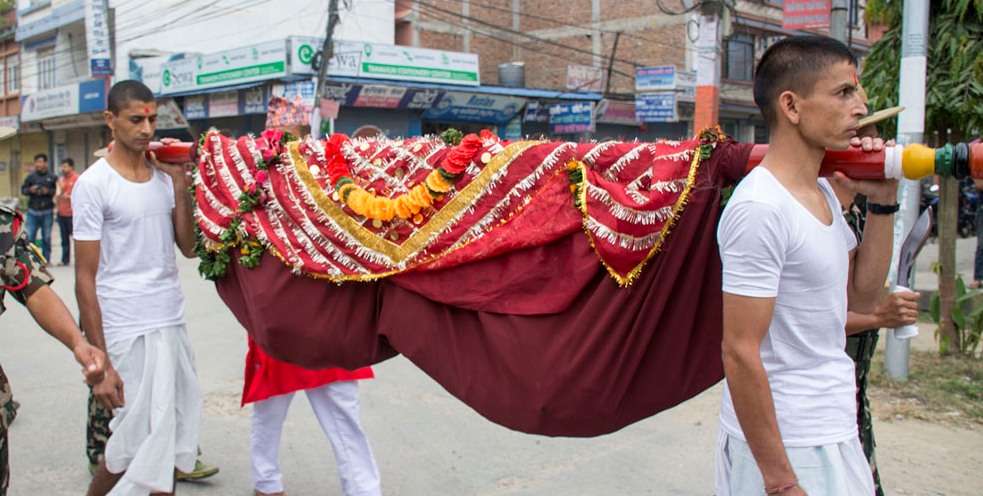 दसैंको सातौं दिन शुभसाइतको प्रतीक फूलपाती भित्र्याइँदै