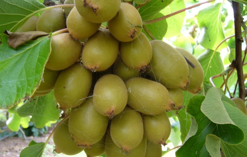 बागलुङमै किबी र जडीबुटीको बिरुवा उत्पादन