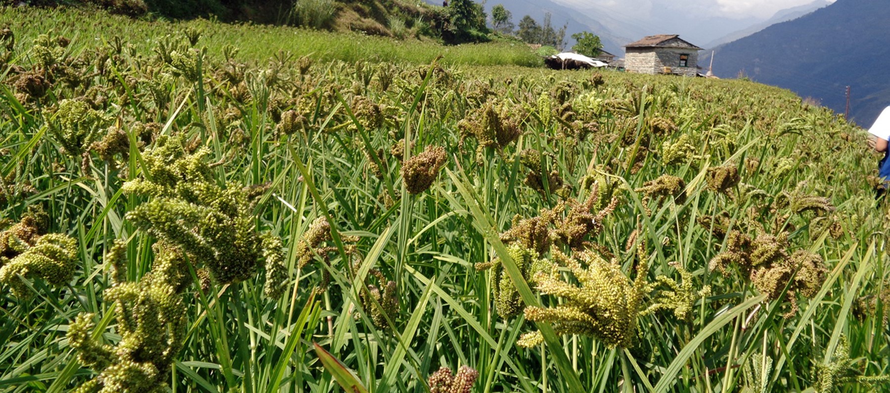 ग्रामीण क्षेत्रमा हराउँदै कोदोखेती 