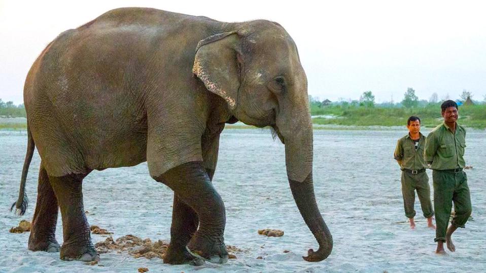 सौराहाका पर्यटन व्यवसायीलाई हात्ती पाल्न सकस