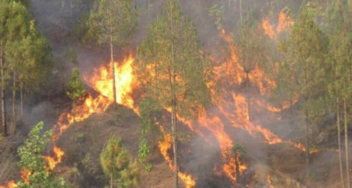 हुम्लाको चेला सामुदायिक वनमा भीषण आगलागी