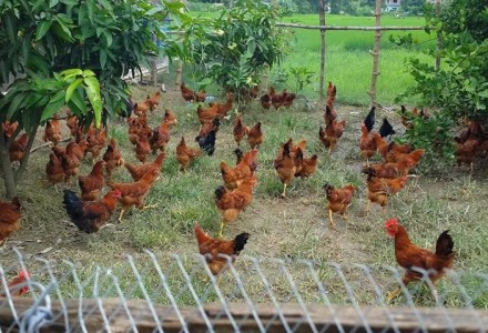 गाउँमै बसेर कृषिबाटै एक लाख आम्दानी 