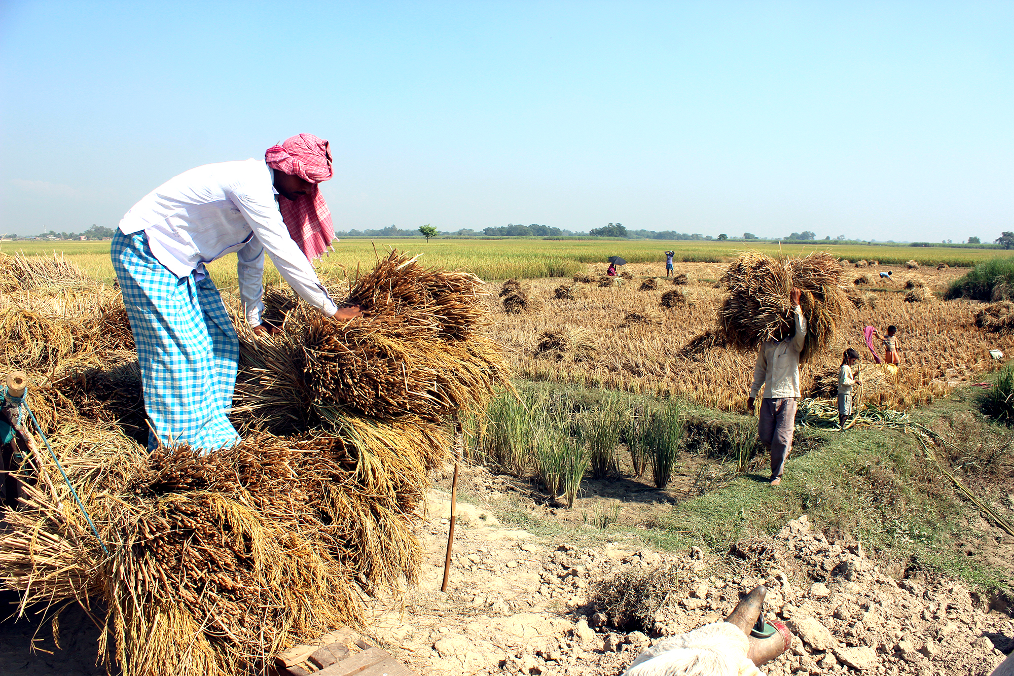 पर्सामा धान उत्पादन बढ्यो, कृषक घाटामै