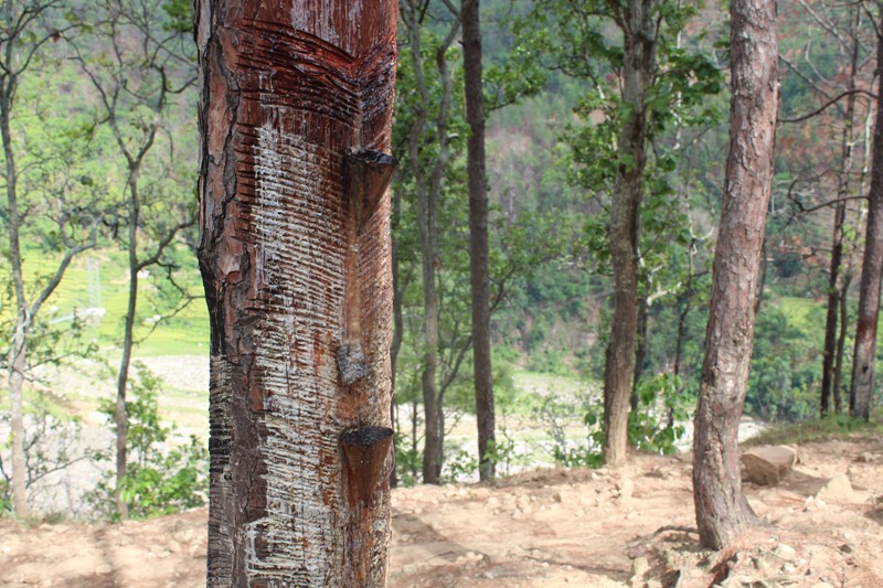 संकलन गरेको तीन वर्षसम्म खोटो निकासी भएन, मजदुरको ज्याला रोकियो