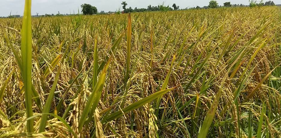 सल्यानमा बढ्यो मकै र धान उत्पादन 