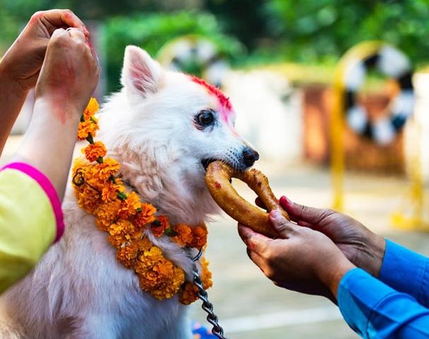 यमपञ्चकको तेस्रो दिन, आज कुकुरलाई मीठो खानेकुरा दिएर तिहार मनाइँदै 